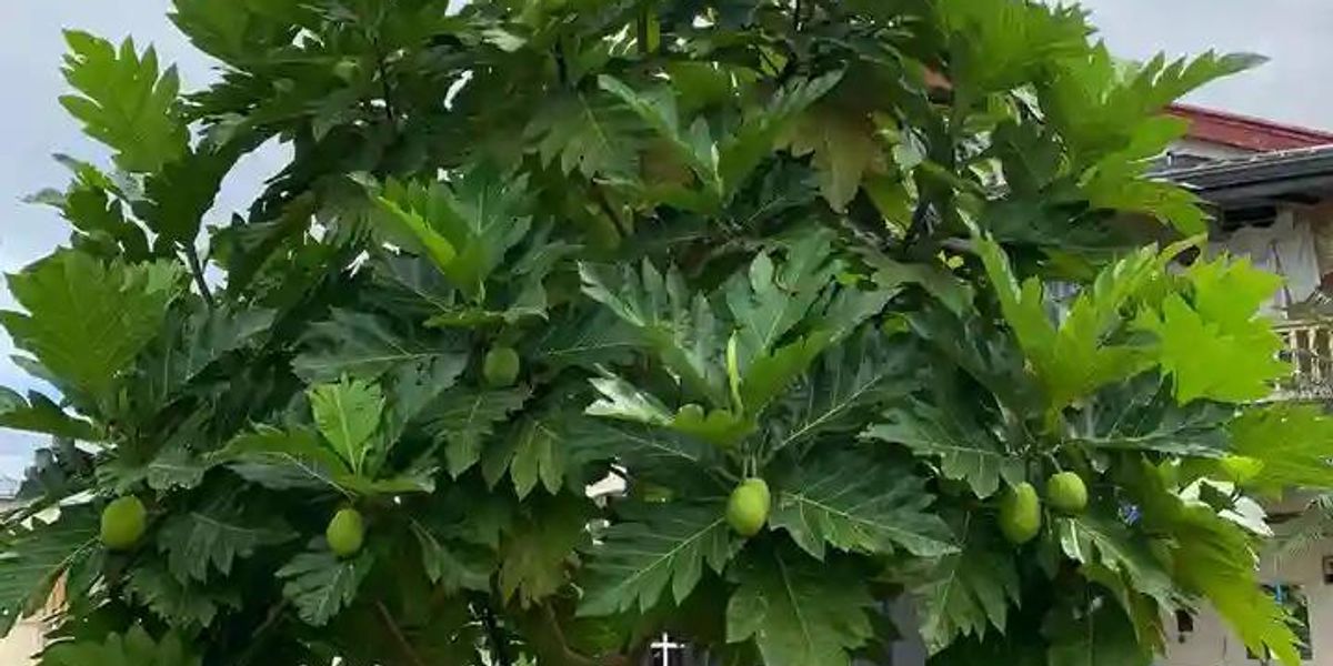 Breadfruit: The Superfood Tree for Food Security & Profitability! 🍞🌳