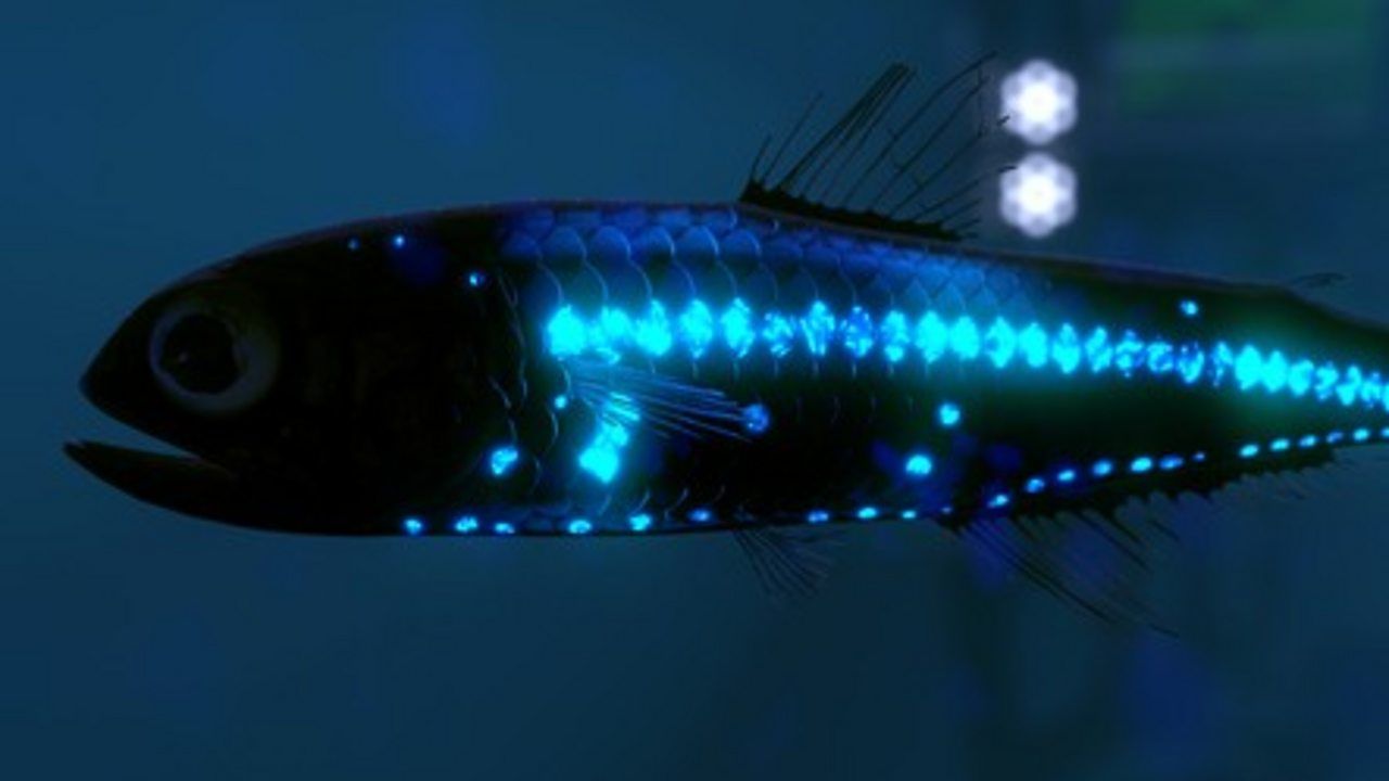 The Lanternfish Science and Theology Group