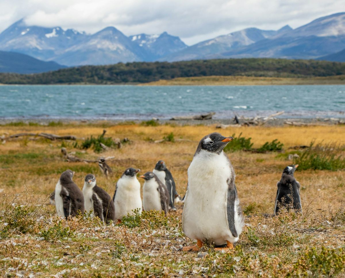 Puerto Madryn 2026 · Ballenas