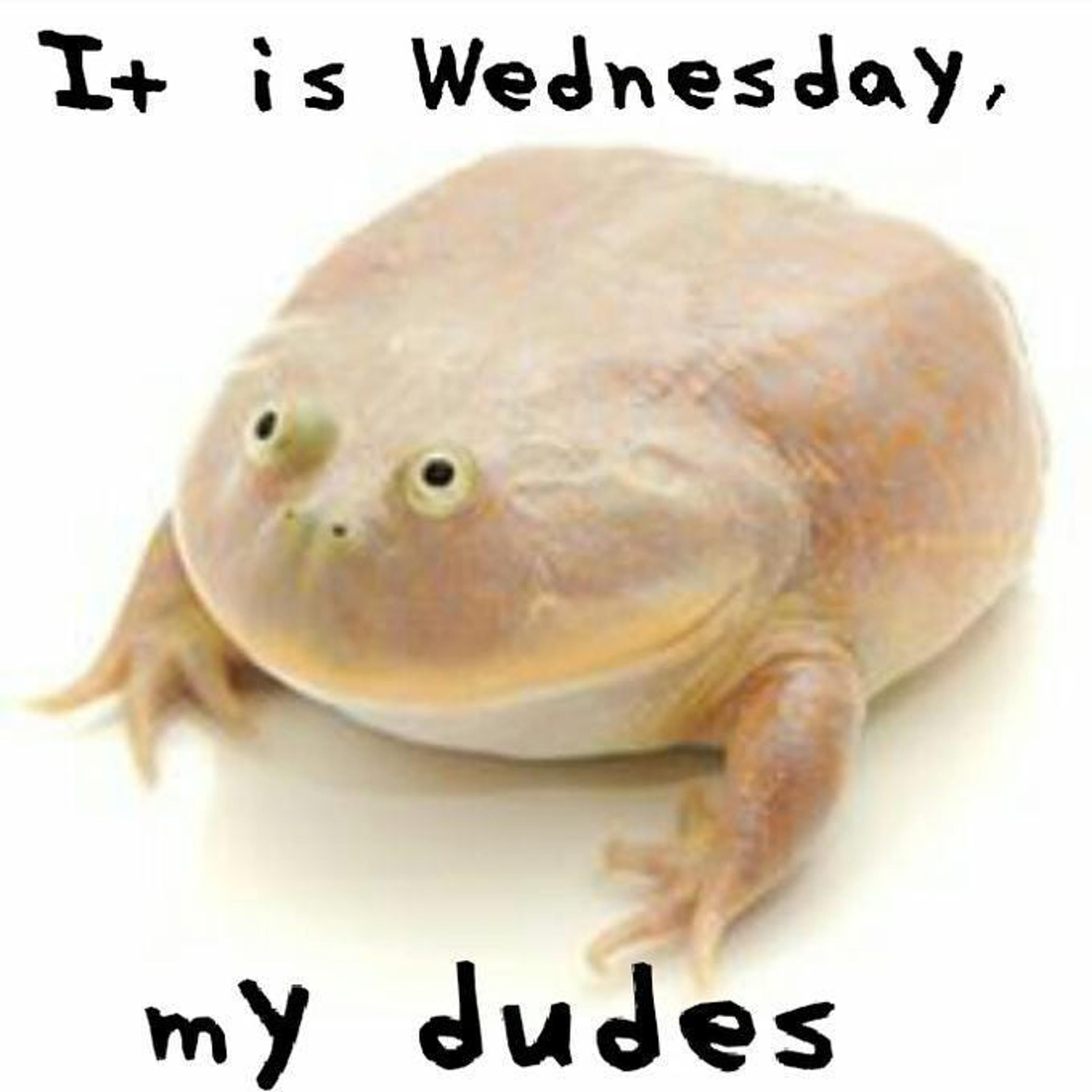 A Frog