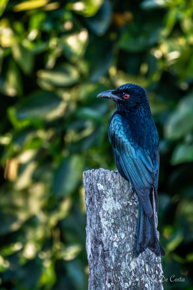 Drongo in shadow with the colours we usually see.