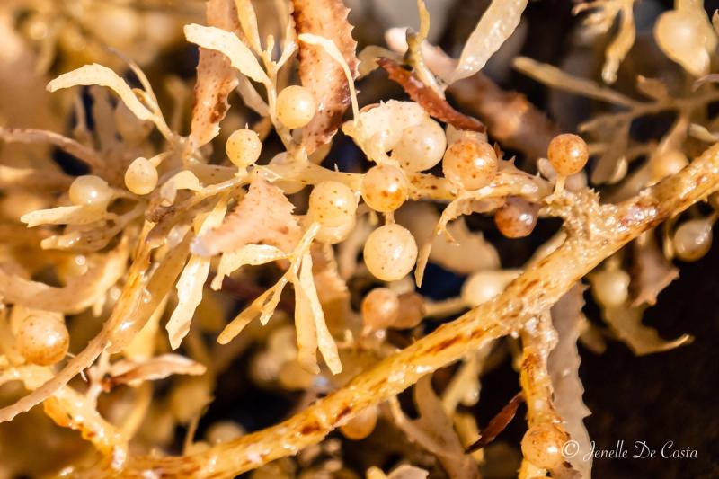 Seaweed Pearls.