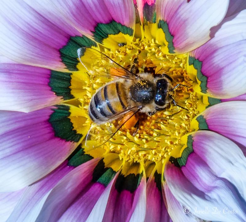An arty bee.