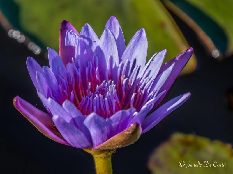 Purple Waterlily.