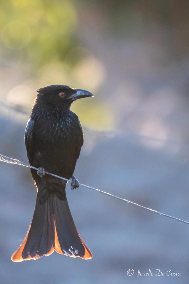 A Drongo with the sunlight behind it.