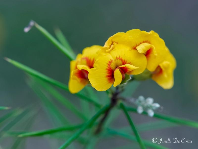 Tiny yellow flowers.