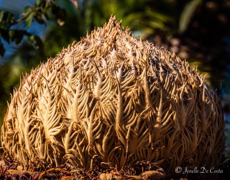 Cycad Palm Flower