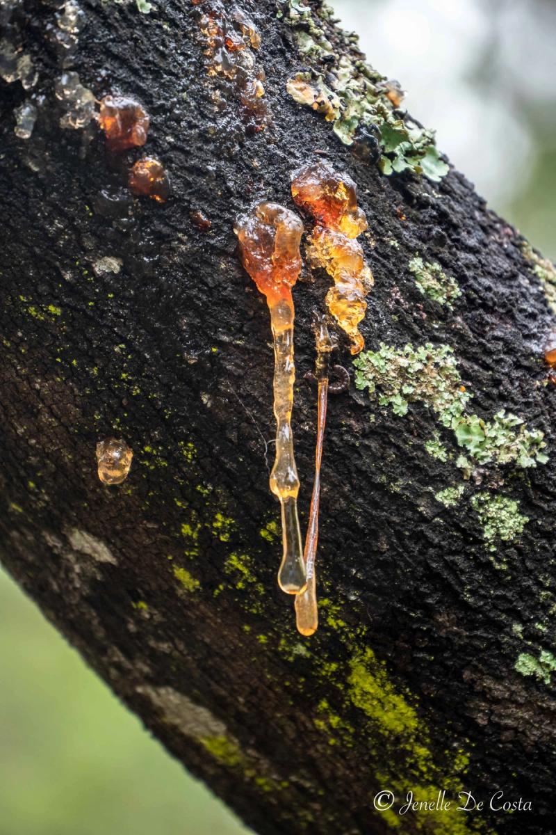 Droplets of sap