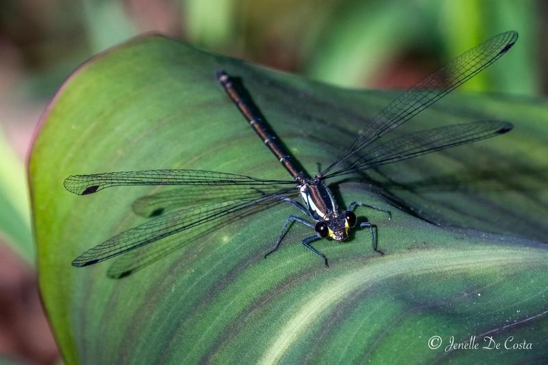 Dragonfly at rest.
