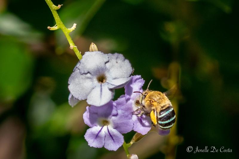 Blue-Banded Bee
