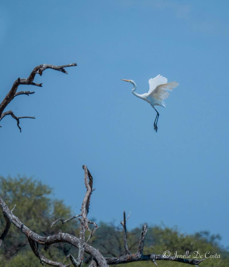 Eastern Great Egret in flight.