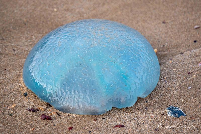 Blue Jelly Blubber washed up on beach.