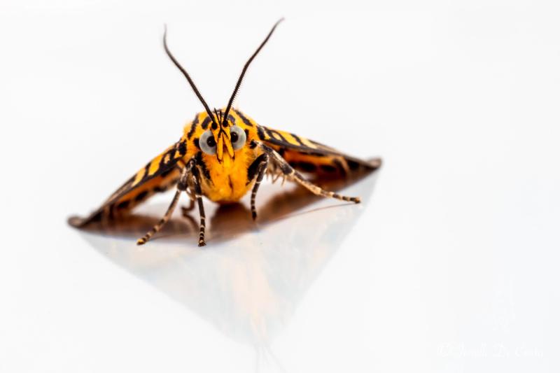 Close up of a moth.