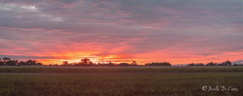 Sunrise over the cane fields.