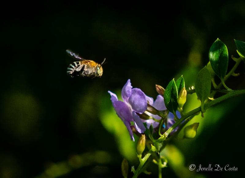 Blue-banded Bee Flying