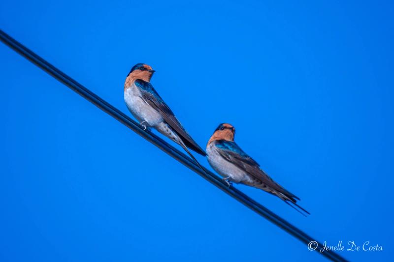 Pair of Welcome Swallows.