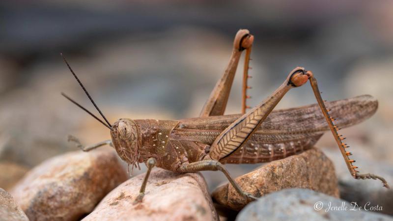 Grasshopper in detail.