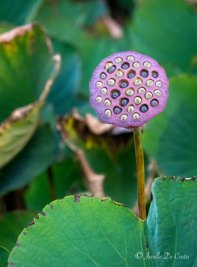 Lotus seed pod.