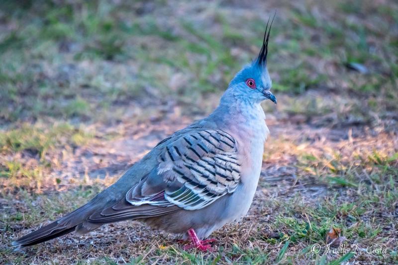 Crested Pigeon.