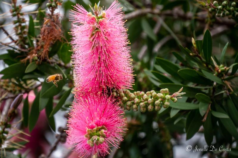 Pink Callistemon photo bombed by a Bee.