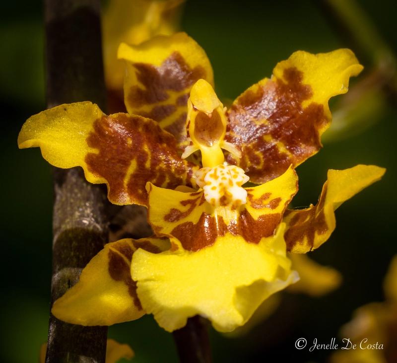 Native Orchid macro.