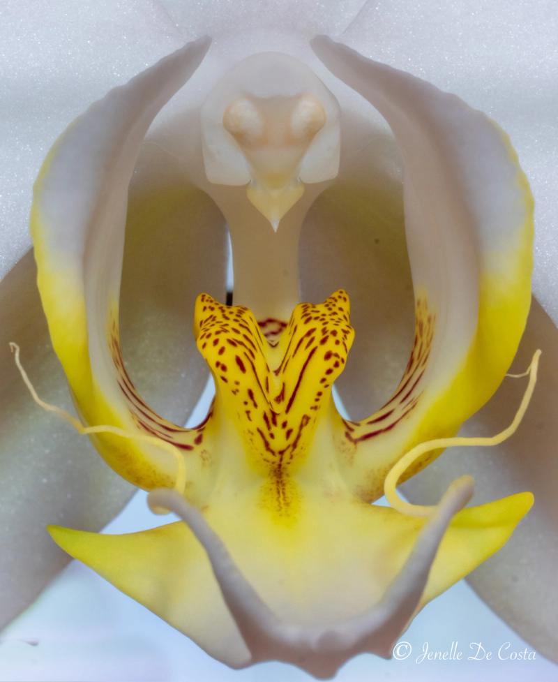 The centre of a white Orchid.