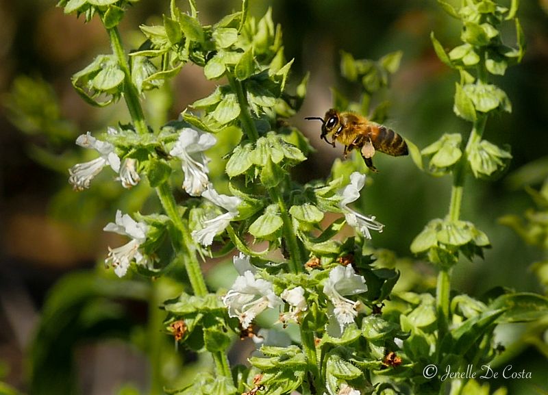 Bee in the Basil patch.