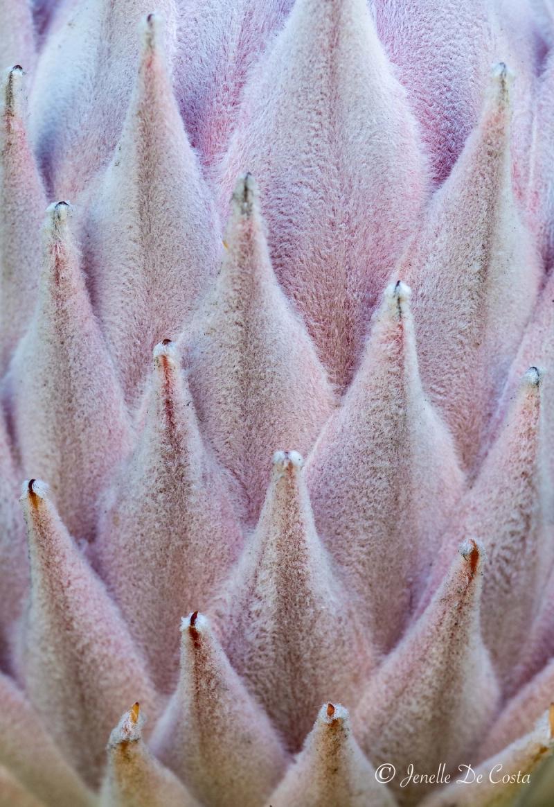 Texture of a Protea.