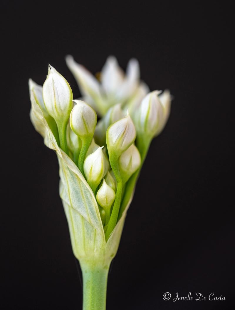 Garlic Chive Flower