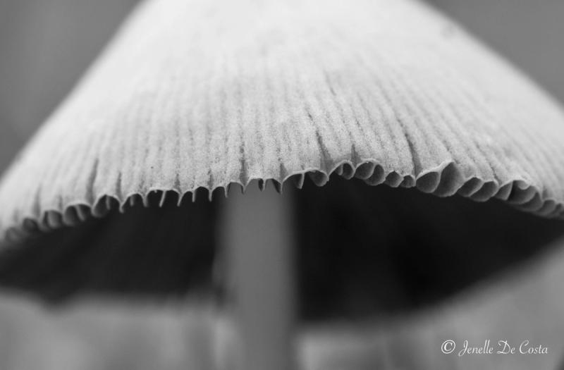 Tiny lawn mushroom.