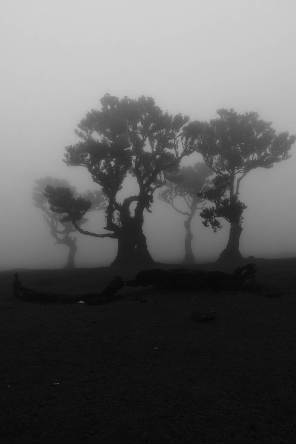 Laurissilva Forest Echoes