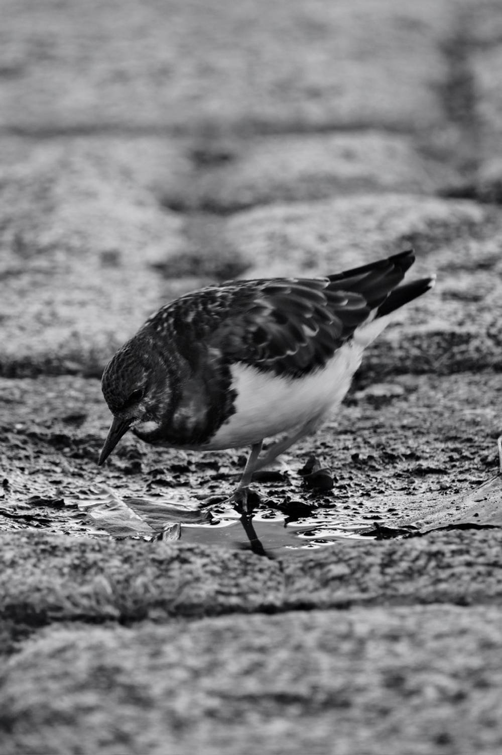 Fragments of Vila do Conde