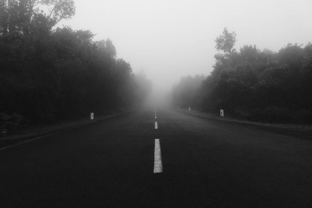 Laurissilva Forest Echoes