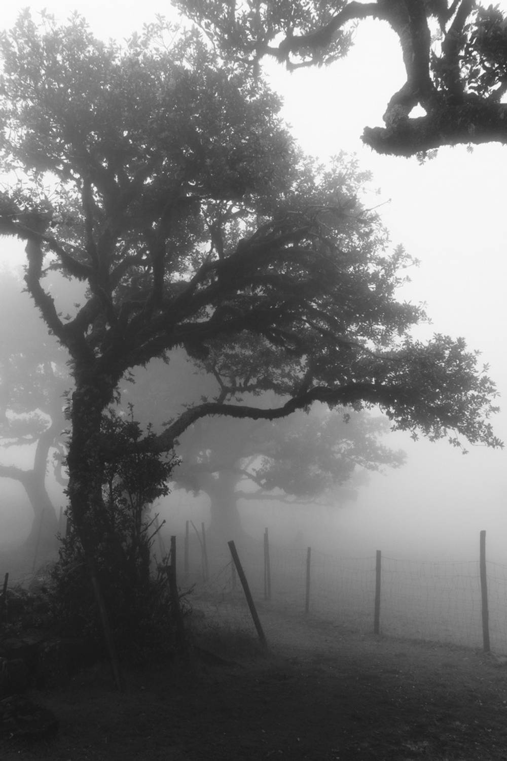 Laurissilva Forest Echoes