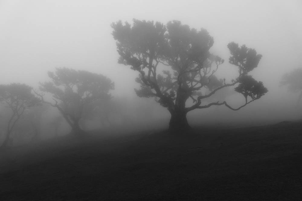 Laurissilva Forest Echoes