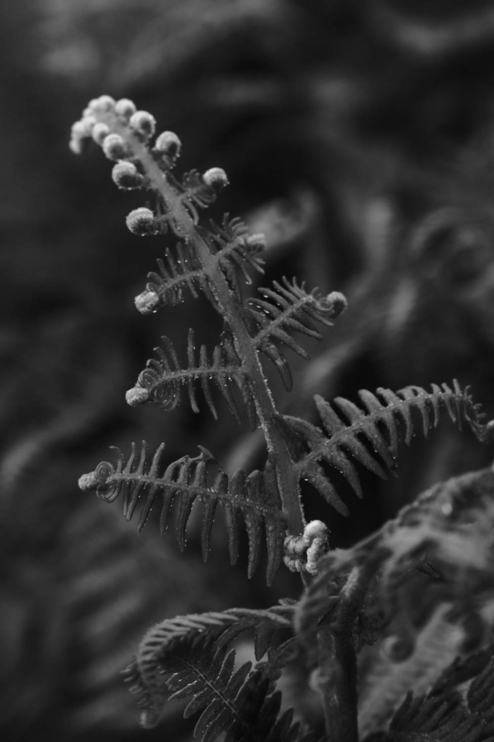 Laurissilva Forest Echoes