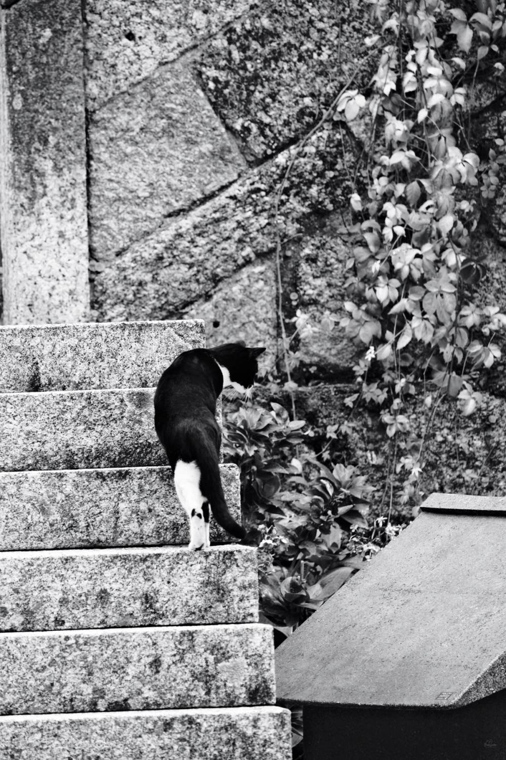 Guimarães Fragments