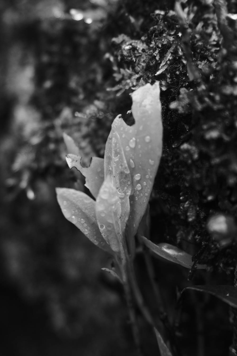 Laurissilva Forest Echoes