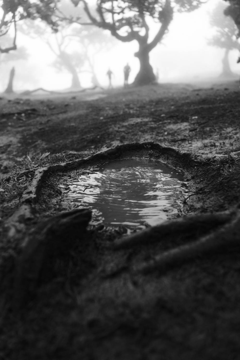 Laurissilva Forest Echoes