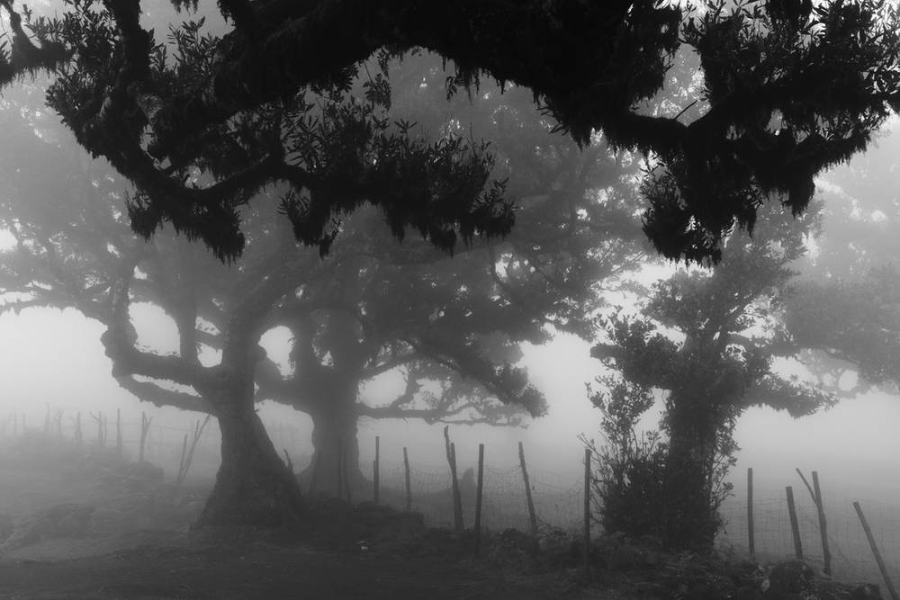 Laurissilva Forest Echoes