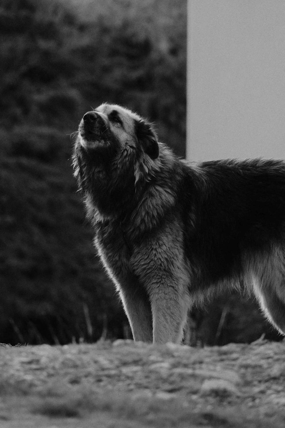 Beira Alta Fragments