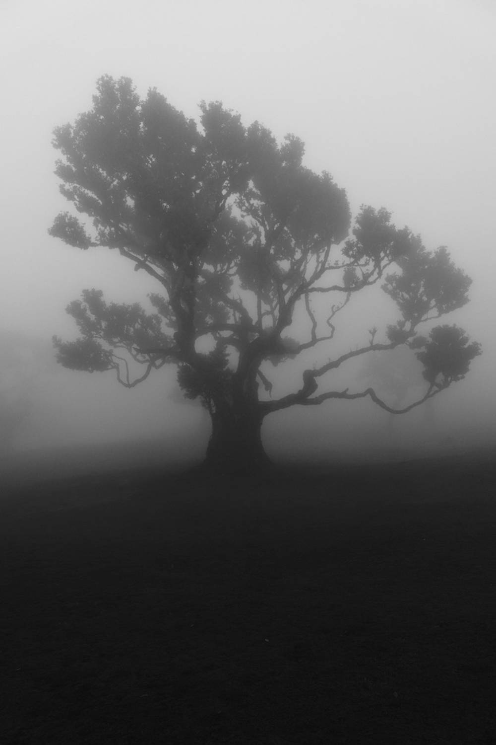 Laurissilva Forest Echoes