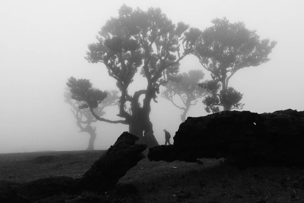 Laurissilva Forest Echoes