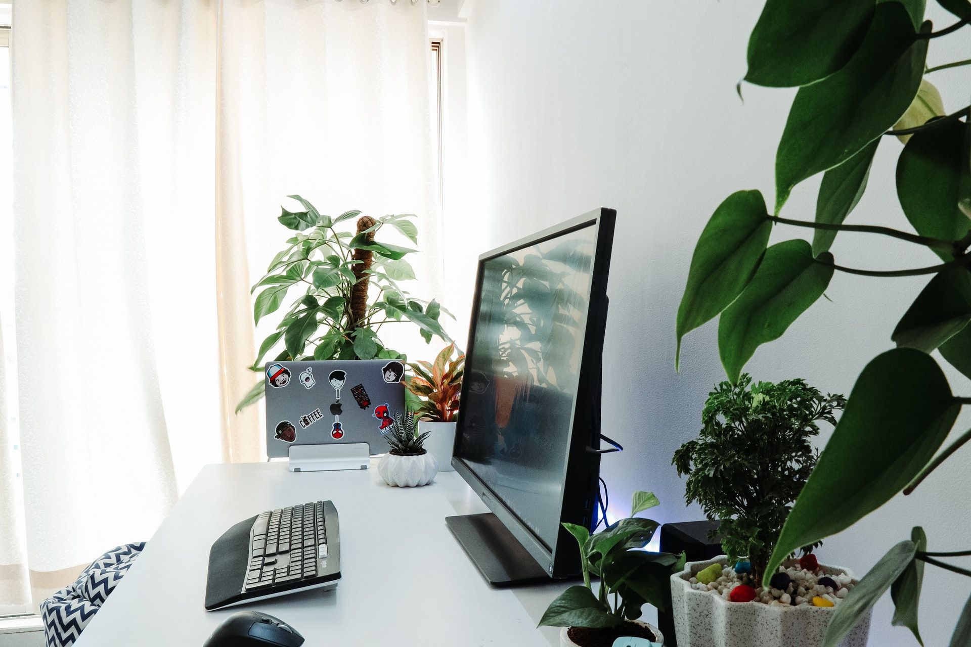 Choosing the best low light plants for greening your home office and reaping all the benefits of having indoor plants.