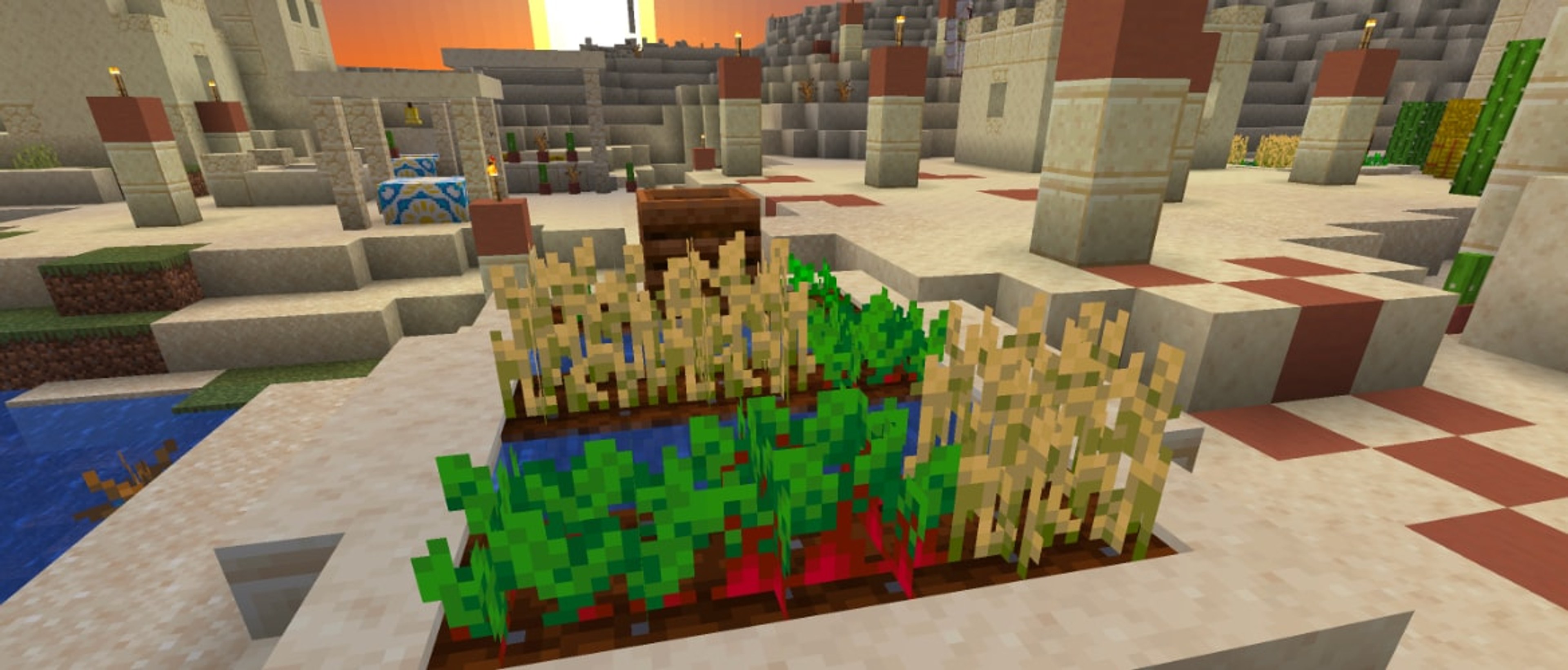 A mature beetroot field ready to harvest in Minecraft.