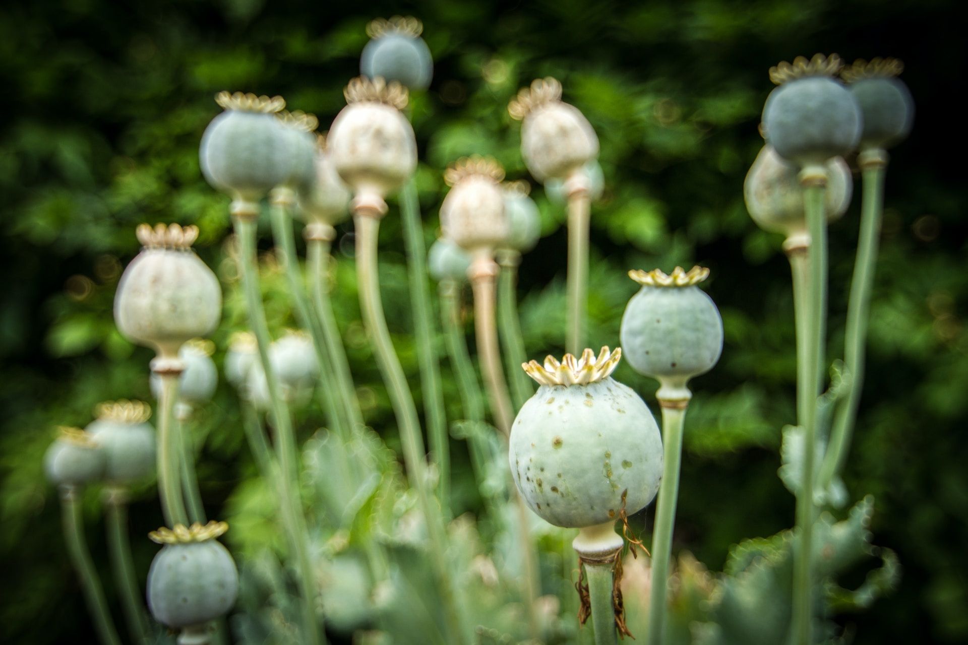 Foto av blågrønne opiumvalmuer