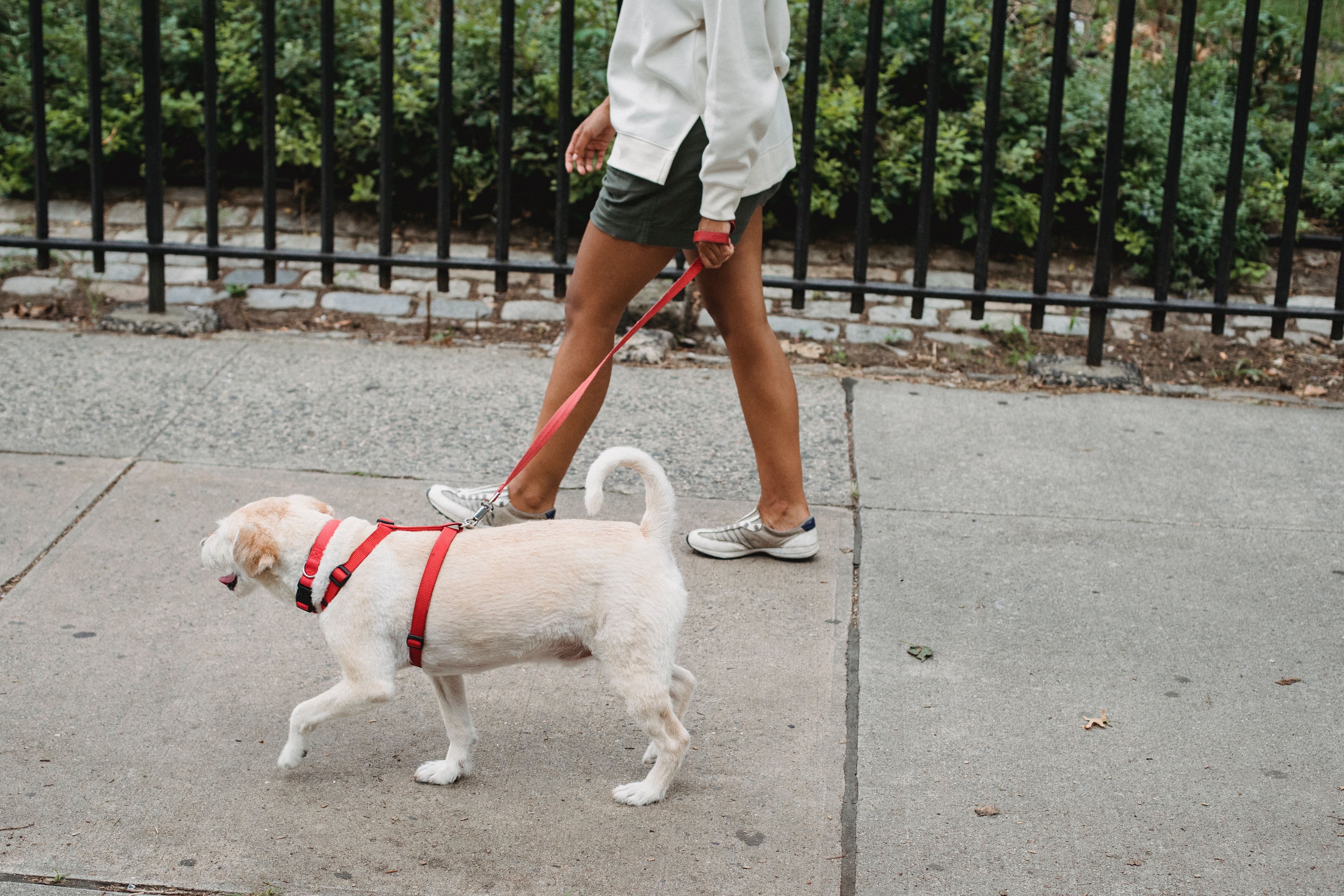 HUNDELUFTING: Å gå tur med hunden for noen, kanskje en nabo, et familiemedlem eller andre bekjente, kan være en fin måte å tjene litt ekstra penger på. Foto: Pexels/Samson Katt