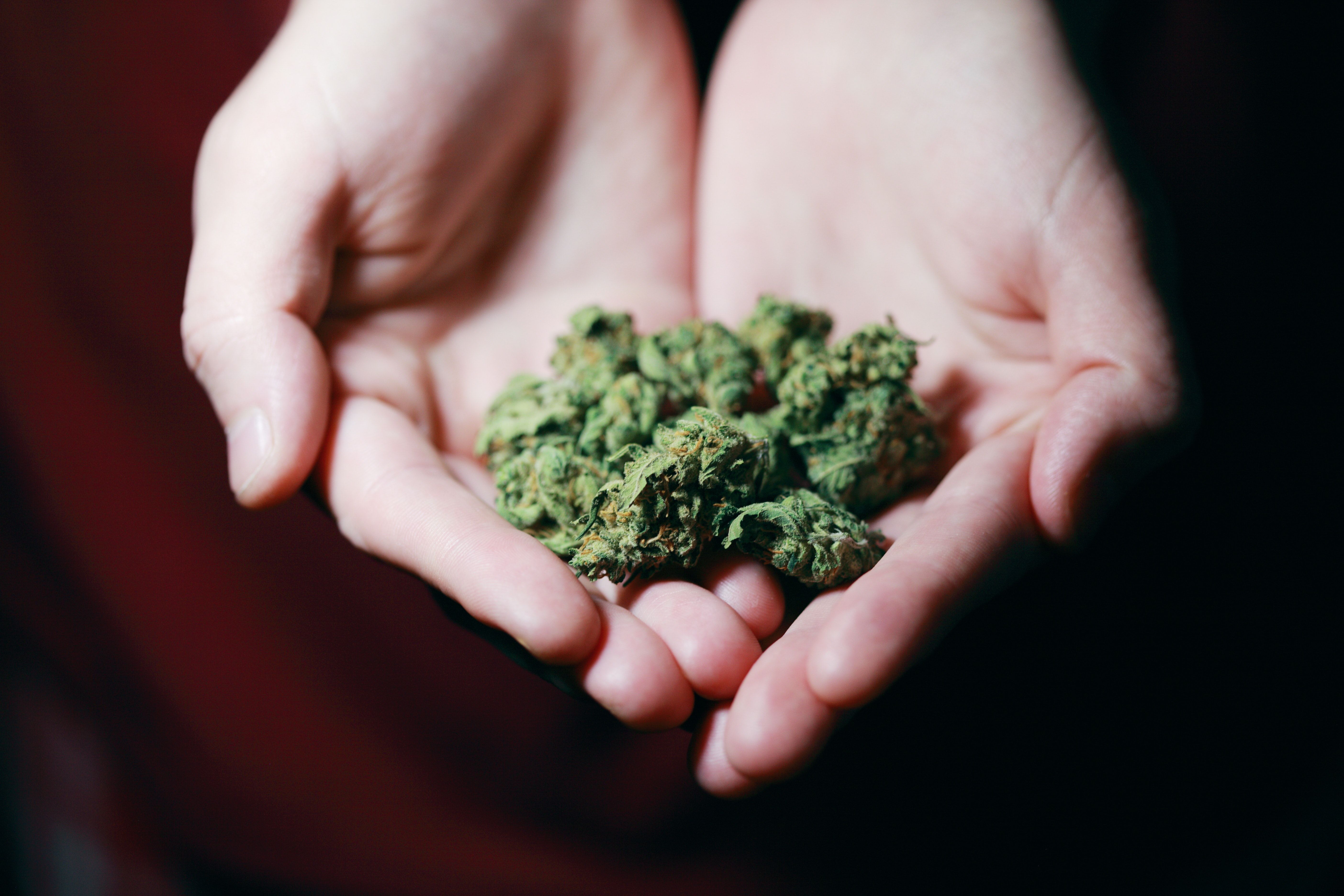 Bilde av person som holder cannabis i håndflatene