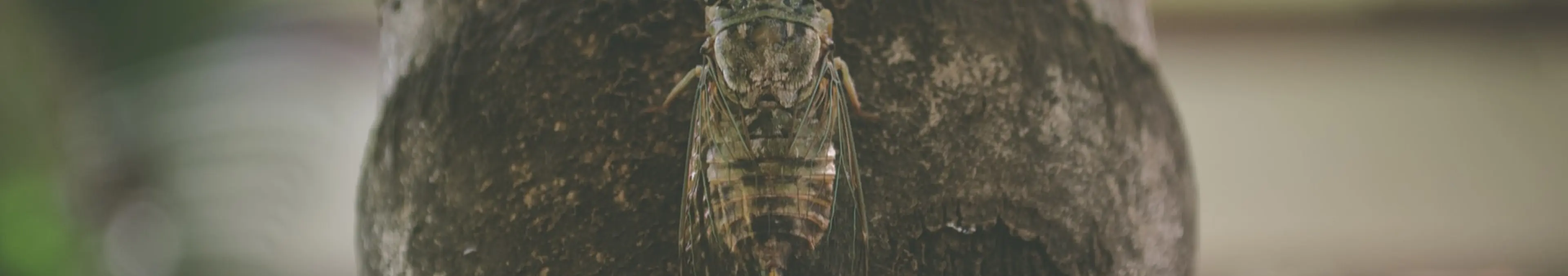 【昆虫食】セミを食べてみた結果www【閲覧注意】