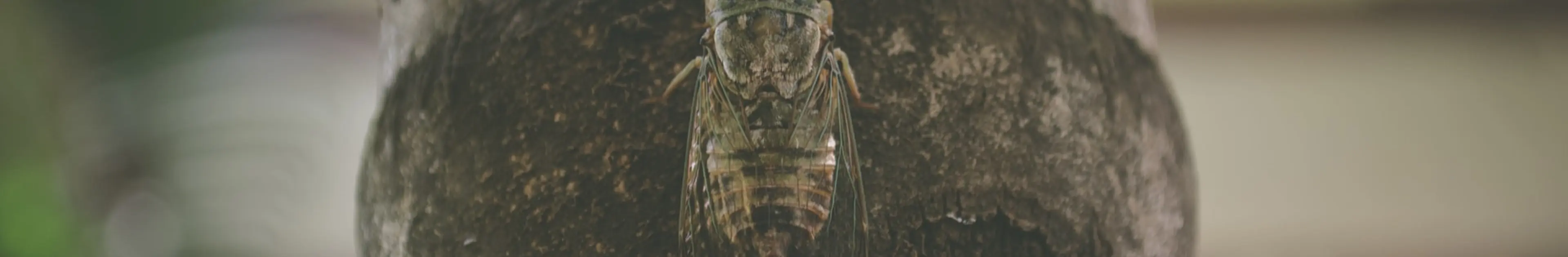 【昆虫食】セミを食べてみた結果www【閲覧注意】